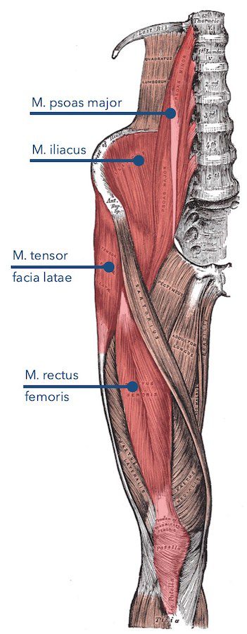 Muskelgruppe der Hüftbeuger: Psoas major, iliacus, TFL und Rectus femoris