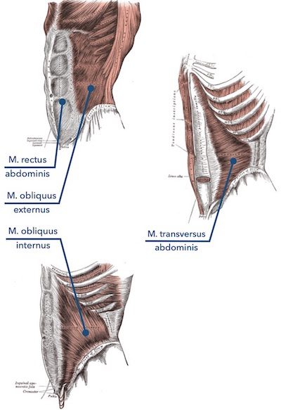 Abbildung von Bauchmuskeln, die bei einem Hohlkreuz trainiert werden sollten